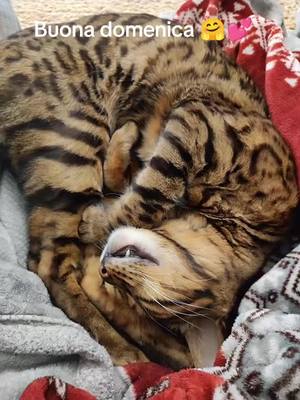 A post by @felinofloki on TikTok caption: #小猫 #felinofloki #foreverwhityou #forever #unico #abbraccio #fouryou #bengalcat #fypシ #neiperte #persempre #babysleep #amore #loveit 