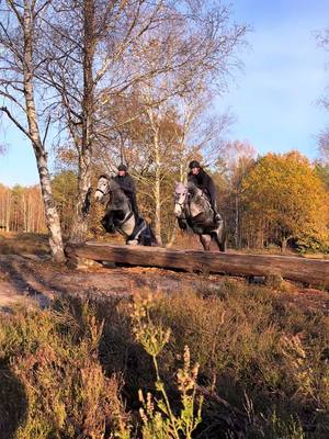 A post by @ah.fotografie on TikTok caption: Markiert eine Freundin, mit der ihr das ausprobieren müsst😎 #horse #equestrian #foryou #connemara #connemarapony #HorseRiding #fyp #severloh @Lara Orlando 