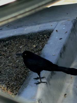 A post by @paranormaliststv on TikTok caption: cute bird! 🤣 #bird #cute #animal 