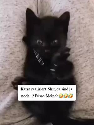 A post by @nur_ich1965 on TikTok caption: #fy #fyp #fürdich #foryou #fun #lachen #spass #humor #menschen #katze #comedy 