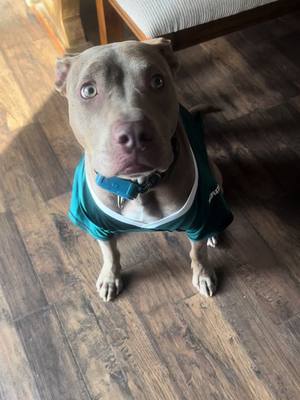 A post by @caitlinmullen on TikTok caption: is this frowned upon? anyway, go birds #fyp #foryou #dogsoftiktok #pit #gobirds #michaelvick 