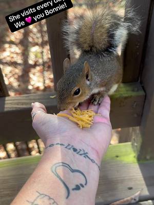 A post by @venustwofacecat on TikTok caption: Bonnie’s story: Rescue isn’t limited to dogs and cats. My son Christopher took on this case when a neighbor posted in our FB group. He’s rescued and rehabbed other wildlife but this was the youngest yet. Working from home, he was the only one who could tend to them as often as necessary this young. While we did lose 2 of them, Bonnie thrived. All of the pets were used to her from day 1 & treated her like she was just another foster kitten. Diesel is very protective of her when she comes to visit out back and the neighbor dogs are out.  We don’t share all our rescue stories but with the sad posts of what happened to PNut & his humans, we thought it would be nice to share a feel good squirrel story. This is all very recent as we got them in August. Bonnie came for a visit this morning too. We see her daily. 🐿️ #squirrel #petrescue #rescuestory