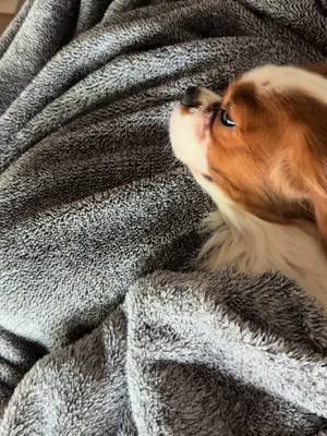 A post by @lev_king_charles on TikTok caption: It’s that time #cute #dog #kingcharlescavalier 