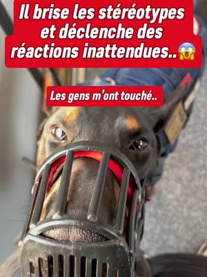 A post by @poow9187 on TikTok caption: Le combat continue encore et encore 🥺 Insta : Royythedobermann  #chien #doberman #fyp #dog #dobermans_of_tiktok #educationcanine 