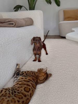 A post by @loulouminidachshund on TikTok caption: Too much energy. @Bengal Mimi 