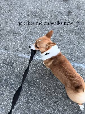 A post by @shotaisoda19 on TikTok caption: lukes walking session #dog 