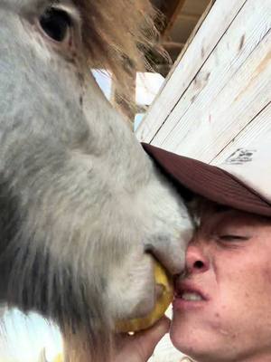 A post by @knucklebumpfarms on TikTok caption: A few says ago I shared a video of me sharing a carrot with Derek, many of you were blown away by his manners. I am happy to report that was all a facade and Derek is still an absolute menace to society, and he’s also GROSS 😩 #derek #fyp #farmlife 