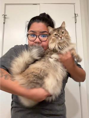 A post by @sillygoosekalei on TikTok caption: Khajiit is a great instrument 😂🤷‍♀️ #catsoftiktok #cataccordian #catlover #cat #cattok #indigenouspets #siberiancat #tabbycat #catcomedy #catlove #ttaic 