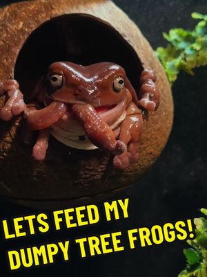 A post by @ameliasamphibians on TikTok caption: Lets feed Gertrude & Oswald 💛 #dumpytreefrog #whitestreefrog #treefrog #f #fyp #fypシ #fypシ゚viral #fypage #fyppppppppppppppppppppppp #fypツ #fypdongggggggg #fypchallenge #fypsounds #viralvideo #viralvideos #viralpost 