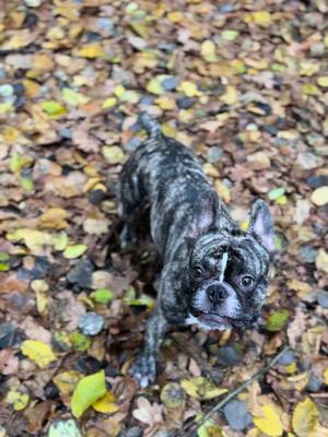 A post by @maylo25.01.23 on TikTok caption: #willnurspielen #französischebulldogge #frenchbulldog #buldogfrances #iloveyou #autumn #crazydog #Running #funy #leaves #verrückt #herbst 