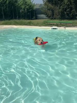 A post by @baffo_golden2022 on TikTok caption: 🇬🇧 Happy time 😊 #goldenretriever#happydog#canefelice#puppylove#puppies#puppiesoftiktok#goldenretrieverlife#swimmingpool#dogswimming#tiktokdog#goldenretrievers 