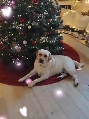 A post by @iamsam.wilson on TikTok caption: Arriva #natale2024 . E tu sei pronto a ricevere un #labrador #biscottino #cane sotto l'albero? 