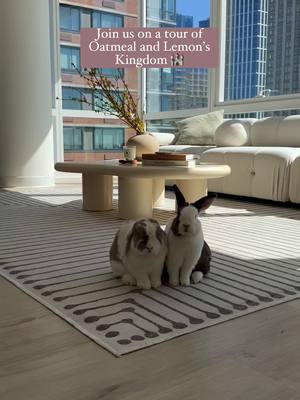 A post by @thebrekkiebuns on TikTok caption: Let’s be real, this apartment belongs to the bunnies 🐰👑 Every piece was chosen with them in mind—extra hidey houses and tunnels wherever possible! Next stop, Hashbrown’s Kingdom! . . . #petbunny #petrabbit #bunnyroom #RoomTour #bunnycare 