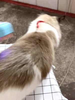 A post by @dimonpet2 on TikTok caption: Cat spray comb 😁 #cat #comb #brush #pet #followers😘thanku #catsoftiktok #uk #petsupplies 