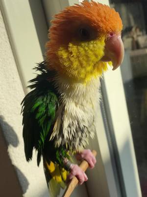 A post by @daileylifethings on TikTok caption: #bathtime #sunshine #drying #alwayshappy🥰 #caique #caiquesoftiktok #groendijcaique #lovelybird #funnyvideos 