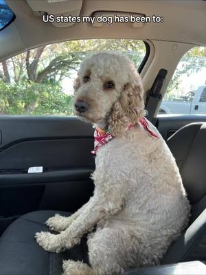 A post by @kirsten_deluka on TikTok caption: forever grateful for parents who love to travel and roadtrip!! #travel #servicedogapollo 