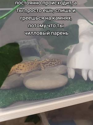 A post by @fizzarollizard on TikTok caption: завидую ему #fyp #animal #животные #ящерица #reptile #reptilesoftiktok #leopardgecko #lizard #эублефар 