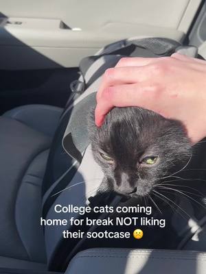 A post by @cinder_ella_27 on TikTok caption: HE KEPT TRYING TO ESCAPE LIKE BRO IM DRIVING #college #blackcat #catsoftiktok #fatcat #collegecat #dormcat