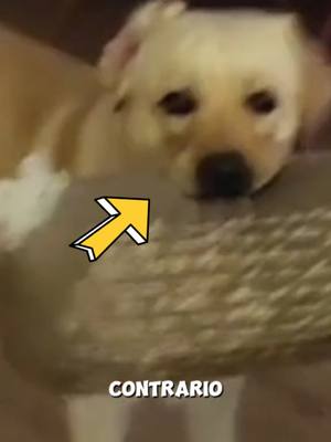 A post by @iamsam.wilson on TikTok caption: Il #cane più #labrador che esista è #Sambiscottino pronto a fare tutto per un #biscottino #sam #caneintelligente 