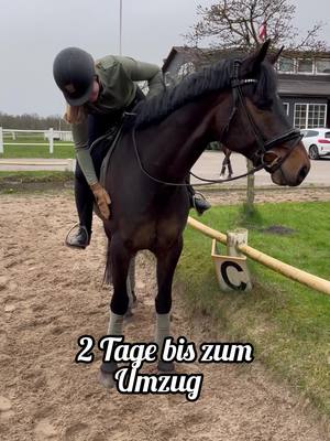 A post by @horsediaries.de on TikTok caption: Wie oft reitest du dein Pferd selbst? Ich hoffe, ich schaffe zukünftig wenigstens 3 Tage pro Woche 😬 #eigenespferd #reitsport #dressurpferd 