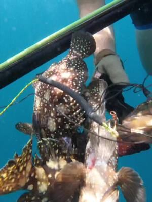 A post by @thewildbearing on TikTok caption: A group of grouper #spearfishing #grouper #thewildbearing #bewild #staywild 