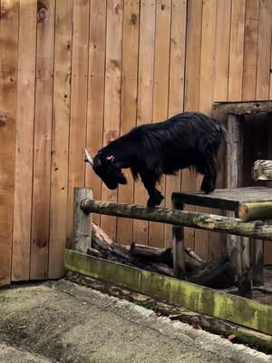 A post by @lilymason011 on TikTok caption: We are the goat parkour suppor team 💪🏽💪🏽💪🏽💪🏽😮‍💨😮‍💨😮‍💨 #zoo #goat #pigmygoat #parkour 