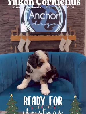 A post by @anchor.pups on TikTok caption: DOB:  October 28, 2024  Ready: December 23, 2024 just in time for Christmas  •Mom - 100% cleared 25 lb mini bernedoodle Merle , phantom & tuxedo  •Dad- 100% cleared 11 lb mini poodle - hidden phantom, tri, chocolate & more  •Parents are extensively health tested & titled:  3 AKC titles  AKC DNA tested & certified  Animal genetics genetic trait & health panel  Ofa hips  Ofa elbows Ofa eyes Ofa patella Ofa heart Pennhip  Puppies are going to be phenomenal! Raised and started training by professional breeders and trainers right from the start!  Accepting 1 deposit for  Yukon Cornielius- male tri color  $1000 deposit holds until Christmas  $3000 remaining due at pickup  - Teddy Bear Mini BerneDoodle  -100 % clear on all genetics - copies of both parents extensive health testing  - est 15-25lb adult size   - 10 year health guarantee  - dew claws and tails  - vaccines and worming current  - clean bill of health  - potty and crate training.  - lifetime prepaid microchips with AKC - socialized & ens  - free 30 days pet insurance  - gift bags with tons of goodies  AnchorPups.com  801.317.6464 Rachel  text is best, we can arrange for a call, FaceTime or video chat #puppy #puppytiktok #minibernedoodle #minibernedoodlepuppy 