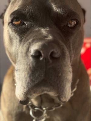 A post by @kathheb on TikTok caption: #PetsOfTikTok #canecorso #fyp 