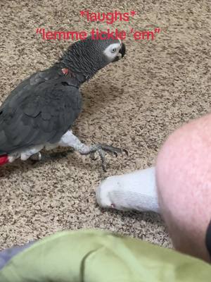 A post by @kaibird_the_african_gray on TikTok caption: Love me some toes 🦶🏼🧦🤭 #kai #africangrey #africangray #parrot #parrotsoftiktok #talkingparrot #smartbird #birb #xyzbca #fyp #funnyvideo #funnymoments