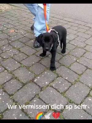 A post by @butch_black_dog on TikTok caption: du fehlst so sehr 😢