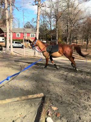 A post by @amarillomorning_sage on TikTok caption: Thanksgiving doesnt mean you miss out on a work out💪🏻 #Horses #equestrianlife #horsesoftiktok #equestrianstrong #hunters #equestriansoftiktok #teamdragon #lunginghorses #redmare #thanksgiving 