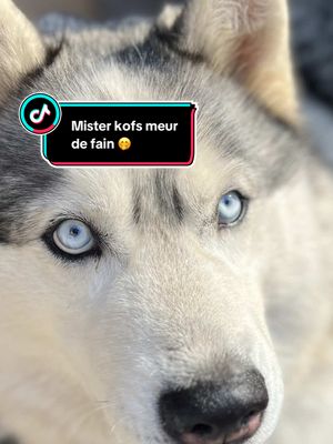 A post by @mrkofs_husky on TikTok caption: Mister kofs et c’est croquette, toute une histoires 🥰 #KofsLeValidateur #MonBébéPoilu #MonHusky #pourtoiii 