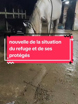 A post by @refuge.cheval.nature.47 on TikTok caption: Rejoignez nous sur @🦓Le.Domaine.d'Amandine🌟🧿 