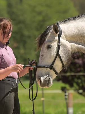 A post by @art.of.dressage on TikTok caption: ✨ Basisarbeit am Kappzaum: Der Schlüssel zu einer positiven Spannung ✨ In meiner Membership lege ich großen Wert darauf, mit den Basics zu beginnen. Denn nur wenn die Grundlagen stimmen, können wir unser Pferd optimal fördern. 🌟 Am Kappzaum lernst du, wie du deinem Pferd dabei hilfst, in eine positive Spannung zu kommen. Dabei ist es wichtig, folgende Fragen zu klären: ➡️ Was fühlt sich gut an? ➡️ Was fühlt sich vielleicht nicht so gut an? ➡️ Wie können wir unser Pferd unterstützen, damit es sich besser ausbalanciert und mit Freude mitarbeitet? Die Basisarbeit schafft eine klare Kommunikation und sorgt für eine solide Grundlage, auf der alle weiteren Lektionen aufgebaut werden können. 🐎 💡 Mehr dazu in meiner Membership: Ich zeige dir Schritt für Schritt, wie du die Arbeit am Kappzaum richtig einsetzt, um die Balance, Durchlässigkeit und Spannung deines Pferdes zu verbessern. 🌟 📢 BLACK WEEK SPECIAL Mit dem Code BLACK bekommst du 25% Rabatt auf deine Jahresmitgliedschaft! 👉 Link findest du in meinem Profil!