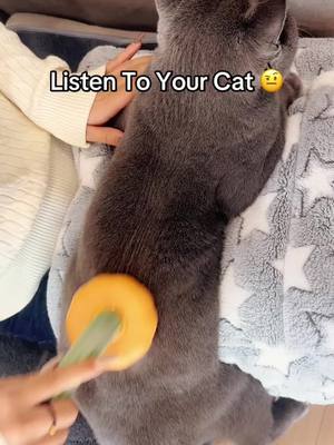 A post by @pet..supplies on TikTok caption: My cat is searching for sounds, does your cat?#catsoftiktok #catsoftiktok2024 #catbrush #cat 