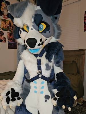 A post by @strayfurstudios on TikTok caption: uh oh, ummm - - - #caninefursuit #fursuiter #fursuiting #fursuit #furryfandom #furrycommunity #furry #fursuits #fursuitmaker #fursuitmaking #bluedog #blue #furrytiktok 