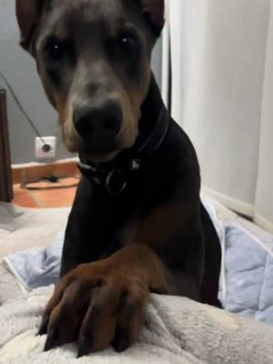 A post by @gorda_and_company on TikTok caption: Chispa #paratiiiiiiiiiiiiiiiiiiiiiiiiiiiiiii #foruyou #doberman #dog 