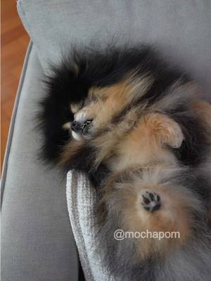 A post by @mochapom on TikTok caption: Mocha’s revenge when she can’t sleep peacefully 😏#pomeranian 