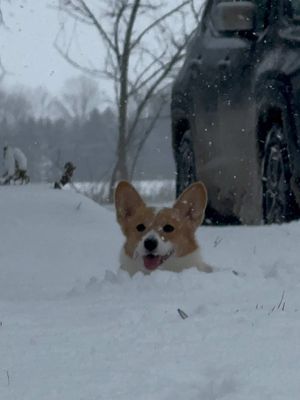 A post by @sabrina.klimkiewicz on TikTok caption: that’s my girl😤  #fyp #snow #corgi #corgisoftiktok #snowplow #viralvideo 