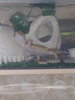 A post by @fizzarollizard on TikTok caption: hi stranger it's been a while #эублефар #lizard #leopardgecko #reptilesoftiktok #reptile #ящерица #животные #animal #fyp 