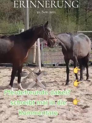 A post by @hobbyfarming2021 on TikTok caption: #erinnerung 😂 immer wieder lustig 😂 @Franzi @Agend90 @Frank0000 @birgitwinter97 @Astrid Matschulat @enricosehlke6 @Doreen & Leila @Andrea Knie218 @huehnerfarm299  @_matze 784_ @Bedienfehler @Kleine Farm  @Huschi85 @TheDocOfLife #equestrian #pferde #aktivstall #aktivstallpferde #dorfkind #hobbyfarming2021 #landwirtschaftausleidenschaft #Landleben #Südharz❤️ #spaßmußsein😂 