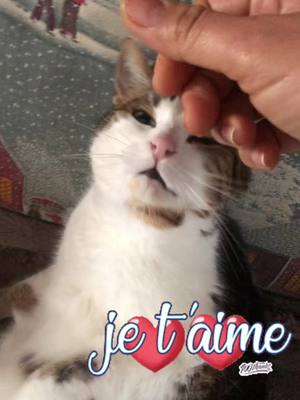 A post by @skynnyanny2 on TikTok caption: Bonn  week-end les amis 😻😻😺😺@Poupoune  