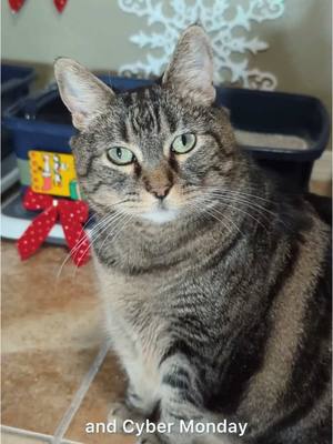 A post by @aymieandfamily on TikTok caption: #ad Petivity has my back! Be proactive with your cat’s health this season by using the Petivity Smart Litter Box Monitor. It’s Penny approved! #PetivityPartner