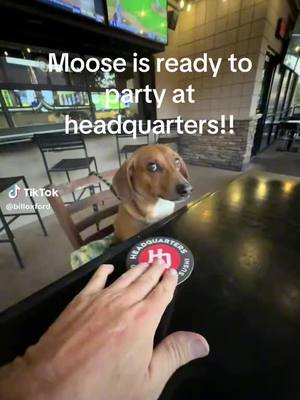 A post by @headquartersaz on TikTok caption: Headquarters is Moose approved 🐾 we have a dog friendly patio so bring your fur-babies in to see us 😍#headquartersaz#smallbiz#peoriaaz#p83#glendaleaz @billoxford 