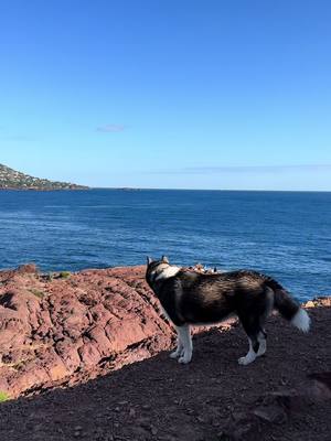 A post by @ricobtz on TikTok caption: Je soupçonne les gens qui n’aiment pas les chiens, mais je fais confiance à un chien quand il n’aime pas une personne.” – Bill Murray  #fyp #pourtoi #foryou #prt #husky #dogfriend #goldenretriever 