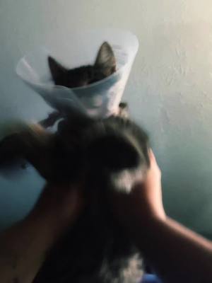 A post by @stellastargazer44 on TikTok caption: He ran cone first into my face during zoomies. I only assume this is what was going through his head while doing so #cat 