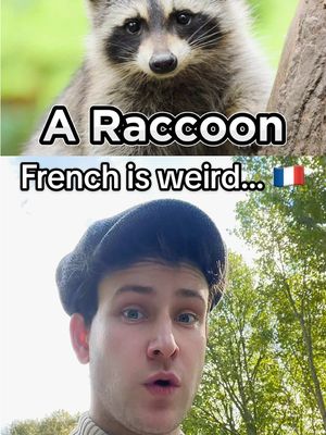 A post by @chaseinfrench on TikTok caption: A little washing rat 🦝 How is French weird and cuter at the same time? 🤣🇫🇷 ##french##racoon