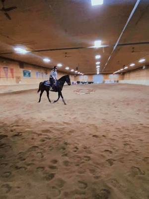 A post by @wisetiger on TikTok caption: #equestrian #gelding #equestriansoftiktok #standardbred #horse #fyp #ottsb 