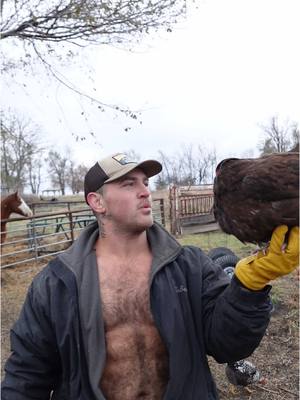 A post by @the_jacked_rancher on TikTok caption: Got to keep these girls warm and their bellies full so they can keep doing their thing 😋🥚  #chickens #chickenlove #chickensoftiktok #chicktok #chickendaddy #farmtok #farmer 