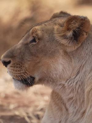 A post by @therichardkelly on TikTok caption: Welcome to watch mojo & today I'll be counting down the top 10 times I almost pooped my pants. Starting with this lioness. 